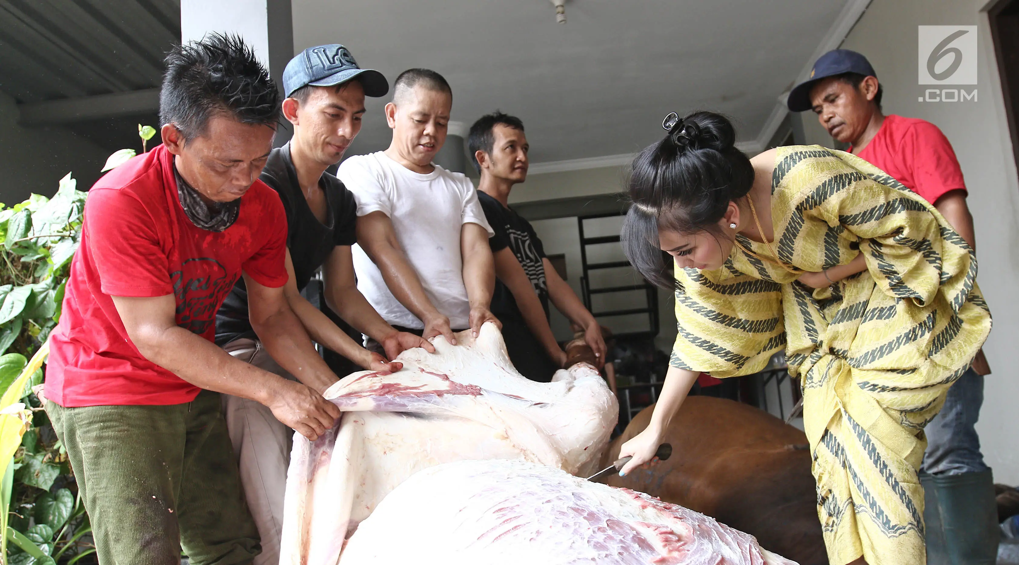 Penyanyi dangdut Ayu Ting Ting memotong daging sapi hewan kurbanya yang sudah disembelih di kediamannya kawasan Depok (1/9). Ayu mengurbankan tiga ekor sapi yang memiliki berat masing-masing seberat 800 kilogram atau 0,8 ton.(Liputan6.com/Herman Zakharia)