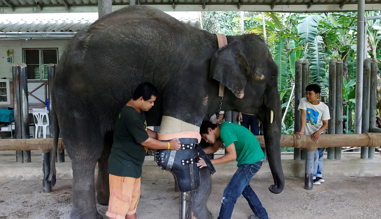 Dua orang petugas memakaikan kaki prostetik (palsu) untuk gajah Motola di Friends of the Asian Elephant Foundation di Lampang, Thailand, (29/6). Motola mengalami catat akibat menginjak ranjau darat. (REUTERS/Athit Perawongmetha)
