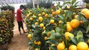 Pekerja menata jeruk kim kit atau jeruk Imlek di Meruya, Jakarta Barat, Sabtu (26/1). Jeruk tersebut sangat diminati oleh warga yang merayakan Imlek karena dipercaya dapat membawa keberuntungan. (Liputan6.com/Angga Yuniar)