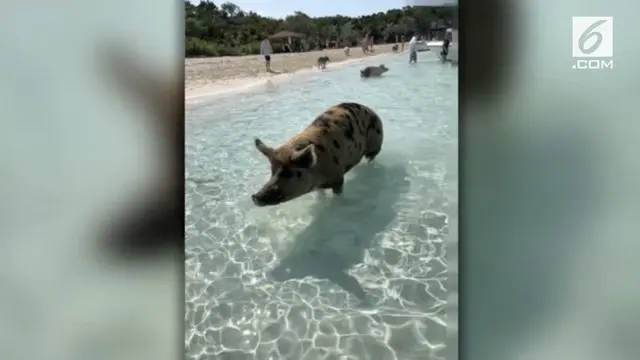 Sebuah Pulau tak berpenghuni di Bahama dipenuhi dengan sekelompok Babi yang gemar bermain air dan pandai berenang.