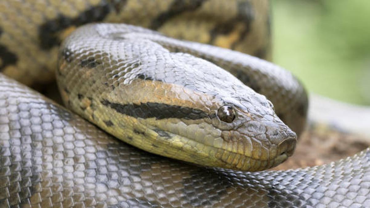 8 Fakta Unik Ular Anaconda, Monster Air yang Suka Bersantai