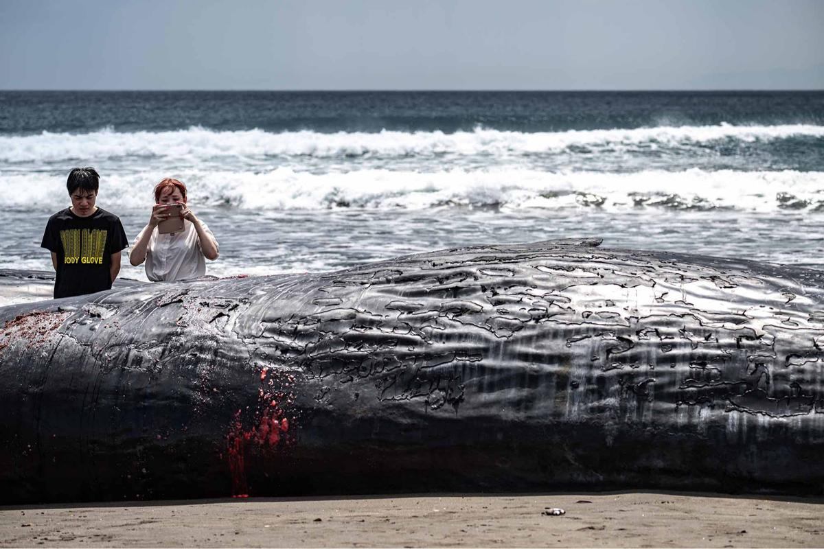 FOTO: Terdampar Sebelum Tsunami,  Misteri Paus Sperma di Pantai Jepang