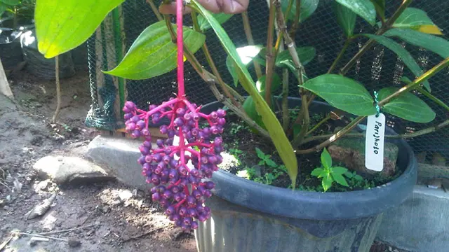 5 Makanan Unik dan Menarik Khas Kudus Jateng