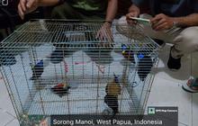 Fakta Unik Cenderawasih! BBKSDA Gagalkan Penyelundupan 24 Satwa Endemik Papua di Sorong