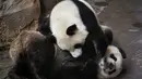 Anak panda, Yuan Meng (kanan) bermain dengan induknya, Huan Huan di kandang mereka di Zoo de Beauval. Prancis pada 26 Agustus 2019. Bayi panda pertama yang lahir di Prancis pada 2017 lalu itu mendapatkan namanya dari ibu negara, Brigitte Macron. (GUILLAUME SOUVANT / AFP)