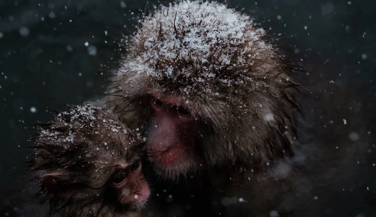 Monyet salju dan anaknya saat tengah berendam air panas di Jigokudani Monkey Park, Prefektur Nagano, Jepang, Senin (18/1). Taman ini memiliki satu kolam air panas buatan manusia yang selalu dikerumuni monyet salju liar. (AFP PHOTO/Yasuyoshi CHIBA)