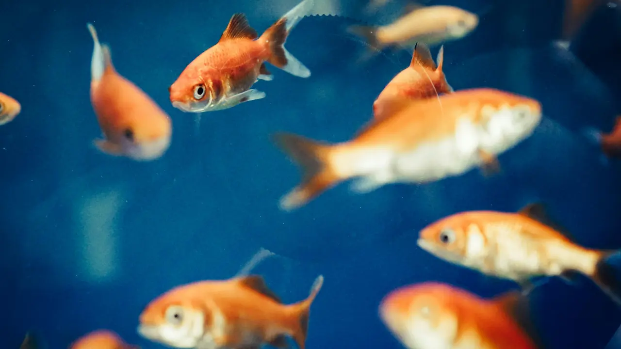5 Cara Masak Ikan Mas Lembut Tanpa Presto, Mudah Banget untuk Kamu Coba!