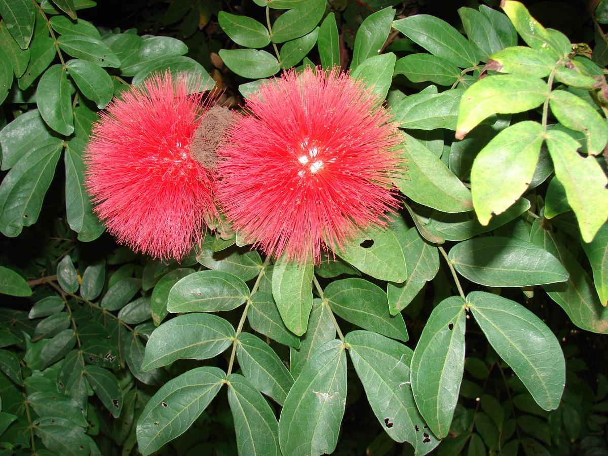 Pohon Kecil Berbunga