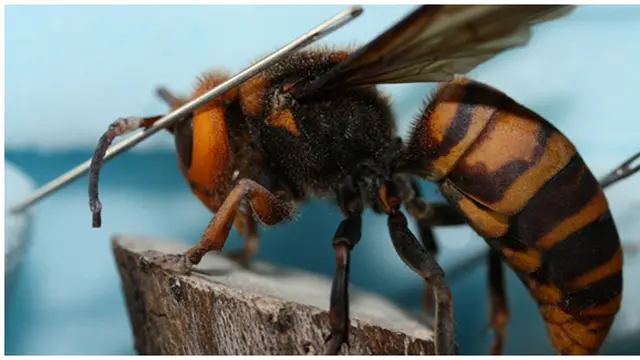 Foto : copyright all-that-is-interesting.com