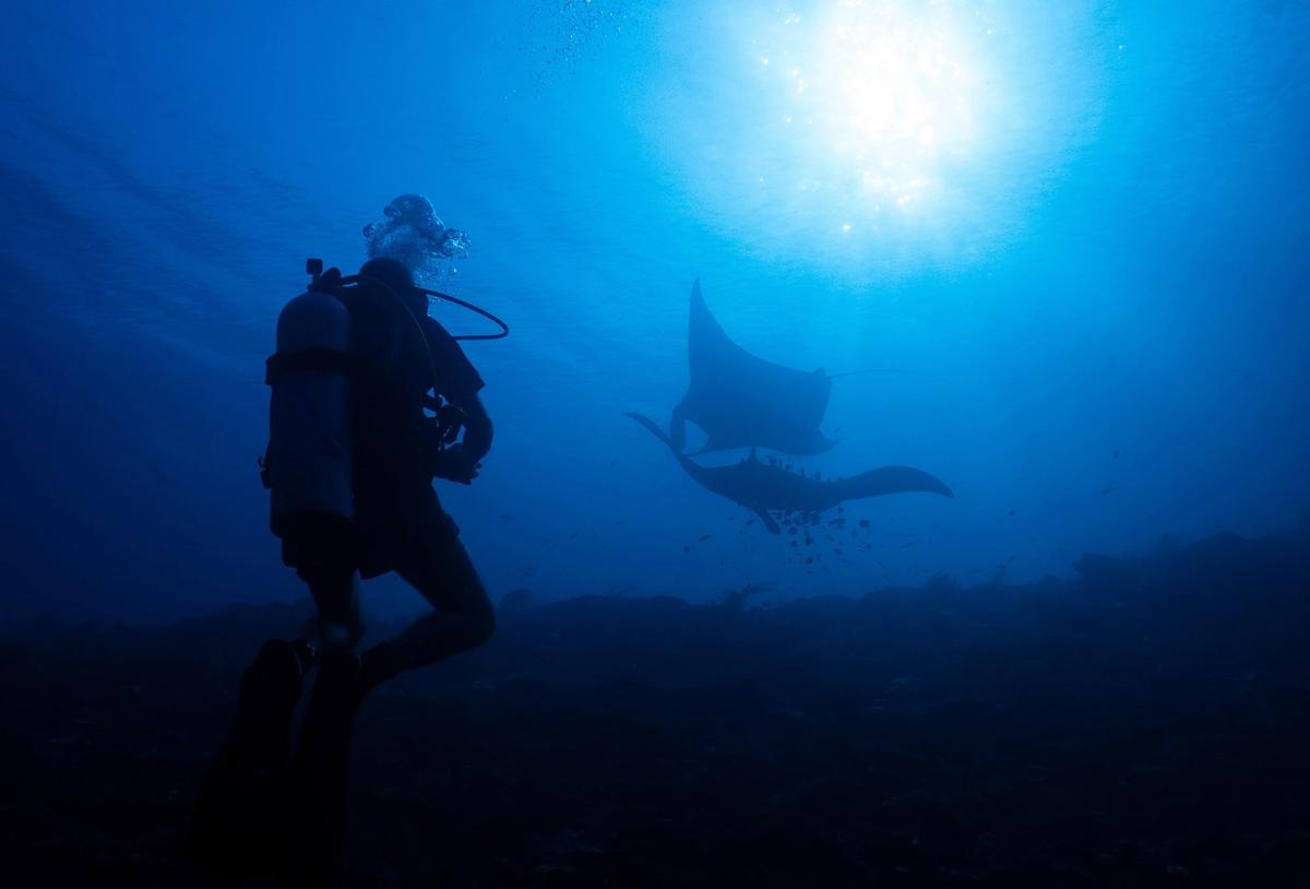 FOTO: Raja Ampat Hadapi Tekanan di Tengah Keajaiban Bawah Laut