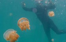 Eksotisme Pulau Kakaban, Danau Ubur-Ubur Terbesar di Dunia yang Larang Wisatawan Berenang