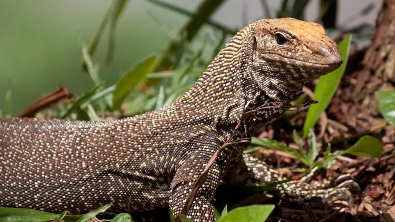 Biawak Panjang 2 Meter di Thailand Mangsa Bayi yang Ditelantarkan Ibunya, Petugas Temukan Sisa-sisa Tubuhnya