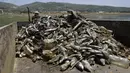 Seorang pekerja mengemudikan truk berisi bangkai ikan mas yang dikumpulkan dari tepi waduk al-Qaraoun di Distrik Beqaa Barat, Lebanon pada 29 April 2021. Berton-ton ikan mati terdampar di sebuah waduk yang sangat tercemar dalam beberapa hari terakhir. (JOSEPH EID / AFP)