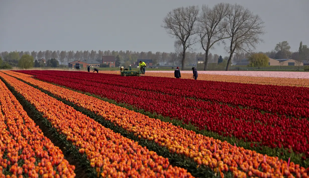 Petani bekerja di ladang tulip di Meerdonk, Belgia (3/5/2021). Sebagian besar tulip di wilayah ini ditanam khusus untuk umbi dan bukan bunganya, namun bunganya tetap di ladang sampai mekar sempurna sebelum ditebang. (AP Photo/Virginia Mayo)