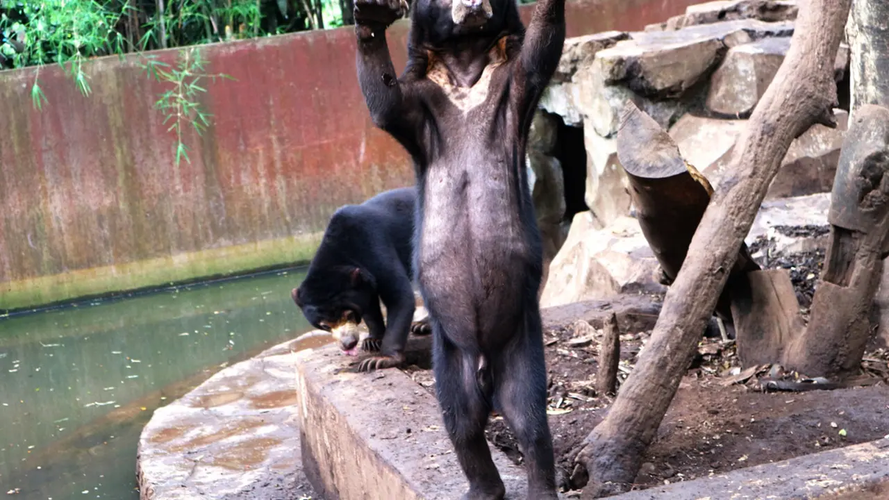Beruang kurus