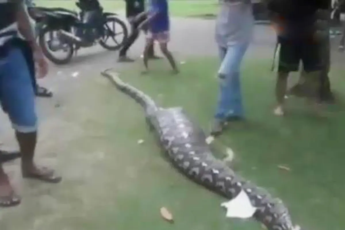Teror Ular Piton di Banyumas hingga Mamuju 