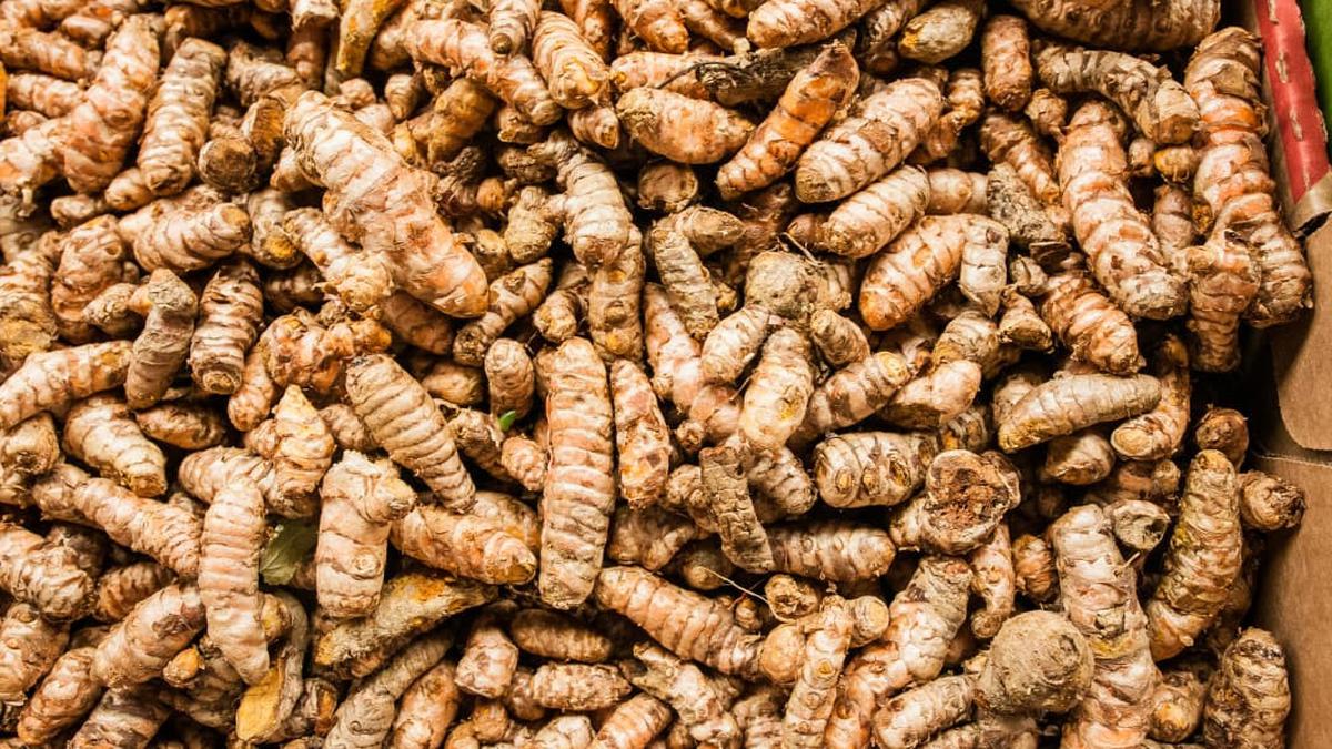 Cara Menanam Kunyit yang Benar di Dalam Pot, dari Persiapan Media Tanam hingga Masa Panen