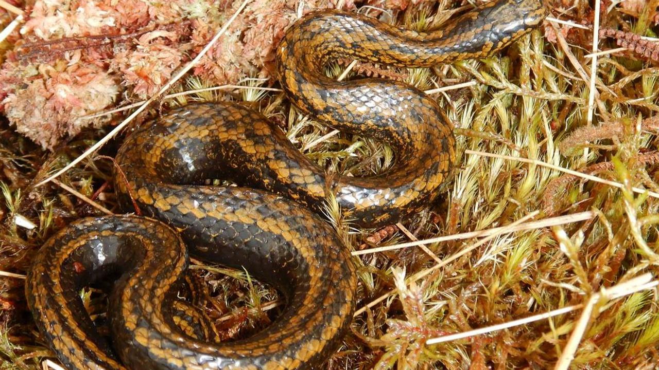 Sekelompok peneliti menemukan spesies ular baru dengan nama ilmiah Tachymenoides harrisonfordi.<br><br>Ular tersebut ditemukan ketika para peneliti berkelana di kawasan paling berbahaya di Peru, yakni Taman Nasional Otishi<br>