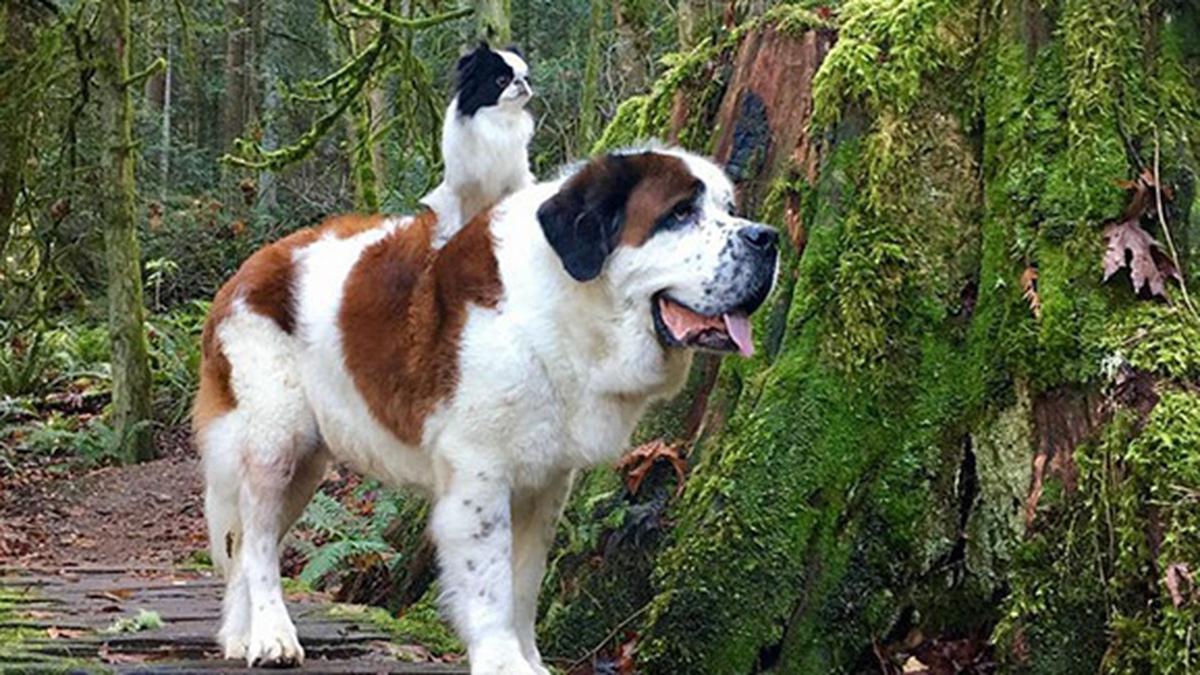 Menggemaskan: Anjing Mungil Bersahabat Baik Dengan Anjing Raksasa