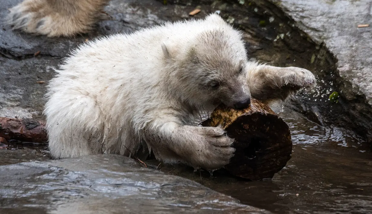 Bayi beruang kutub bermain dengan sepotong kayu saat dipamerkan di Kebun Binatang Tierpark, Berlin, Jerman, Jumat (15/3). Bayi beruang kutub tersebut meninggalkan sarang pembiakan untuk pertama kalinya. (John MACDOUGALL/AFP)