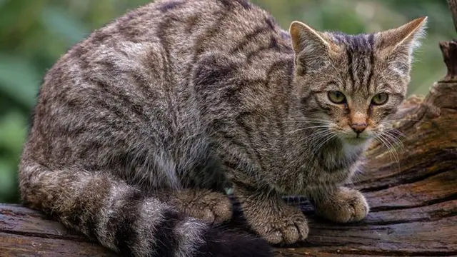 Kucing Devon Tiger
