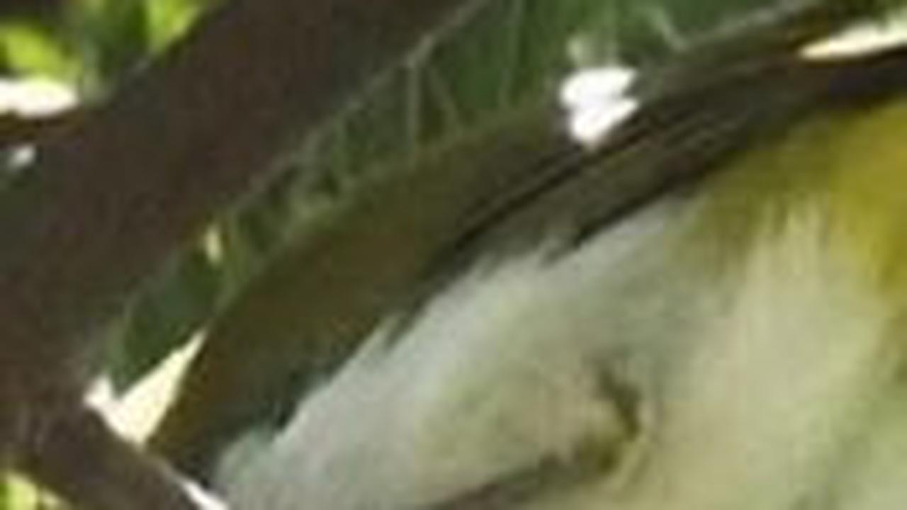 12. Pleci Papua<br>