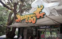 Mengapa Ikon Wisata Bandung Zoo Masih Buntu? DPRD Minta Pemkot Segera Bertindak