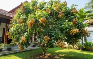 15 Cara Membuat Pohon Kelengkeng Pendek tapi Cepat Berbuah Lebat, Jangan Asal Pangkas