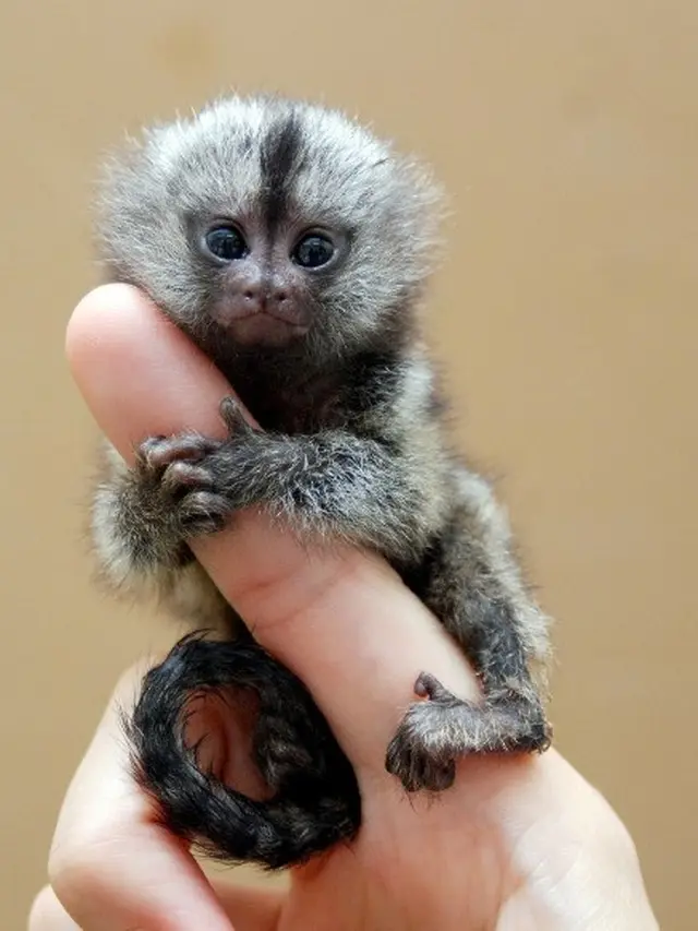 Ilustrasi Pigmy Marmoset | Wikimedia Commons