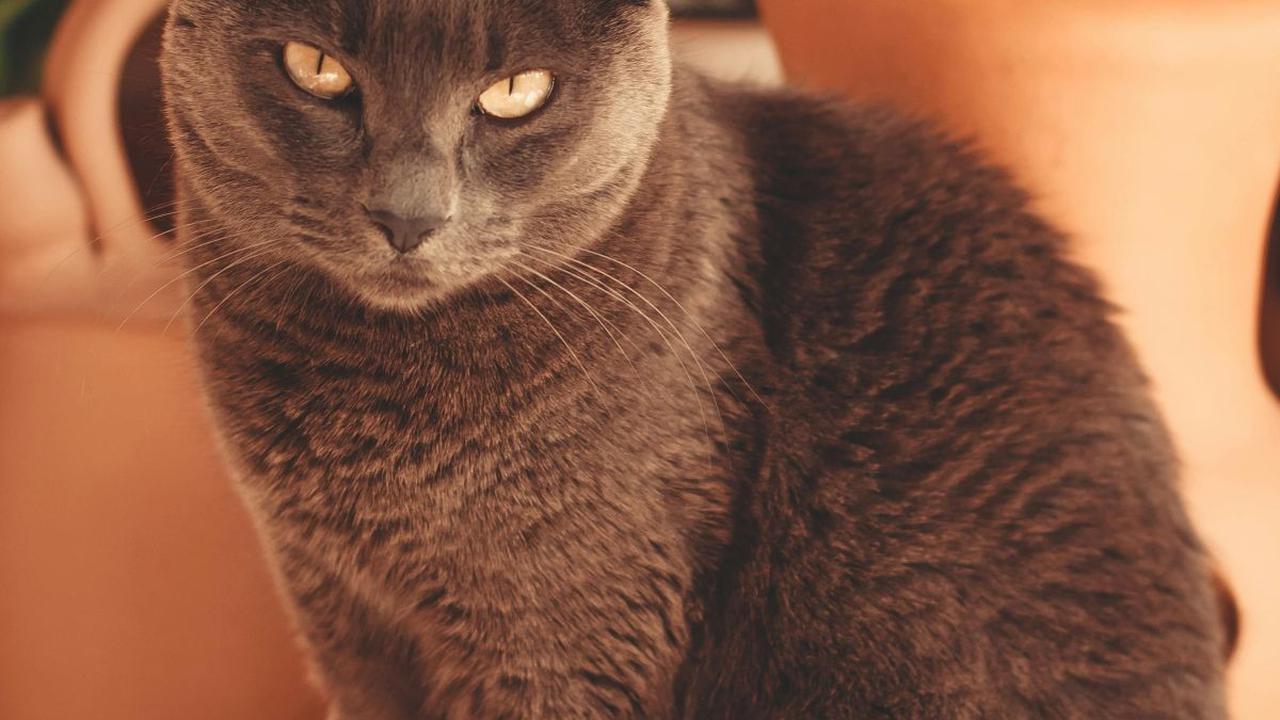 <b>Kucing Ras Russian Blue</b>