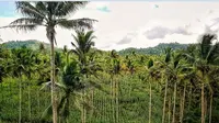 Perluasan lahan baru untuk produksi Jagung di Desa Kuakon, Kecamatan Tinangkung, Kabupaten Banggai Kepulauan. Lahan di bawah pohon kelapa seluas 40 hektar ini dikelola oleh kelompok tani setempat, Kuakon Ekspo.