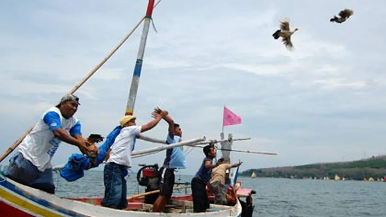 Perlombaan ayam sap-sap di Pantai Pasir Putih Situbondo (Istimewa)