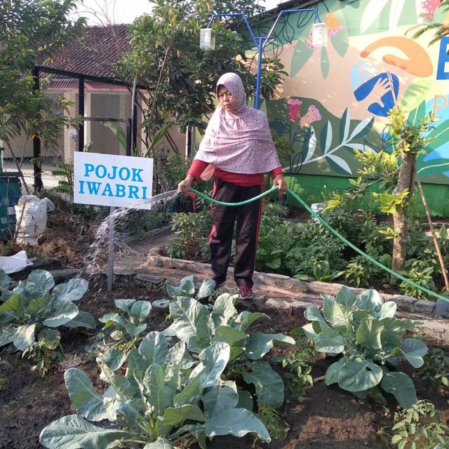 Anggota KWT Srikandi sedang piket merawat tanaman pertaniannya