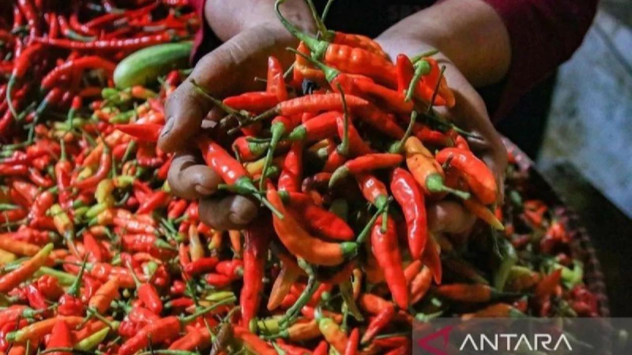 Biang Kerok Harga Cabai Rawit Merah Mahal Jelang Iduladha
