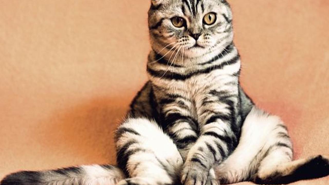 Cara Memberi Minyak Ikan pada Kucing