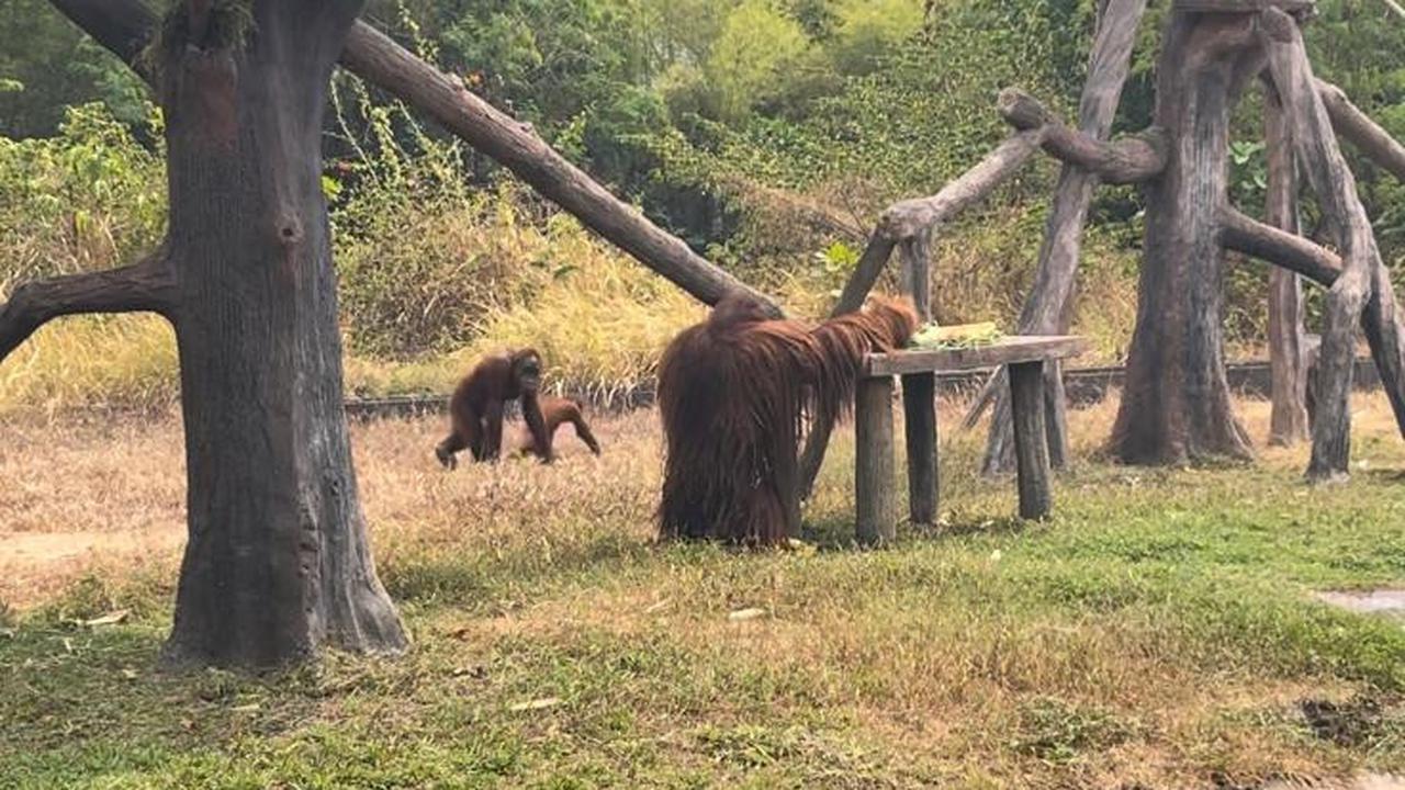 Cerita Didi, orang utan kembali bersama keluarganya di kandang Solo Safari
