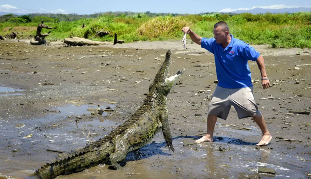 Seorang petugas sedang memberi makan seekor buaya di tepi Sungai Tarcoles, Rio Grande, Kosta Rika, Jumat (13/3/2015). Buaya menjadi daya tarik objek wisata Sungai Tarcoles. (AFP Photo/Ezequiel Becerra)