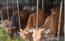 Pemkot Banjarmasin Siapkan 2.500 Sapi Kurban untuk Idul Adha 2026, Pastikan Kesehatan Ternak Terjaga