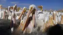Kawanan pelicanos borregones atau pelikan putih berkumpul di Danau Chapala, Petatan, Meksiko, 5 Februari 2022. Kawanan pelikan putih terbang dari Kanada dan Amerika Serikat ke iklim yang lebih hangat di Pulau Petatan. (AP Photo/Armando Solis)