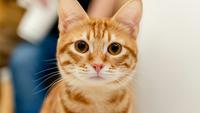 300+ Orange Cat Names for Your Little Tiger at Home