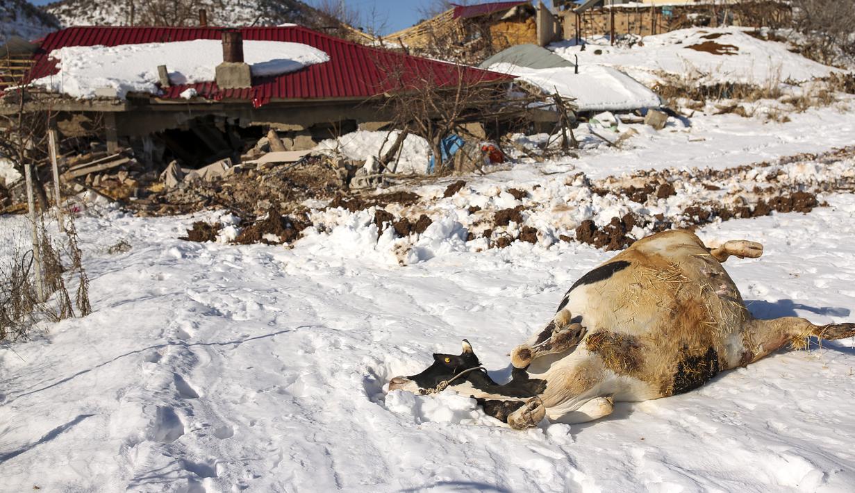 Seekor sapi mati tergeletak di salju dekat rumah yang roboh di desa Buyuknacar di Kahramanmaras, Turki, Rabu, 15 Februari 2023. Lebih dari 35.000 orang tewas di Turki akibat gempa minggu lalu, menjadikannya bencana paling mematikan sejak negara itu didirikan 100 tahun lalu. (AP Photo/Emrah Gurel)
