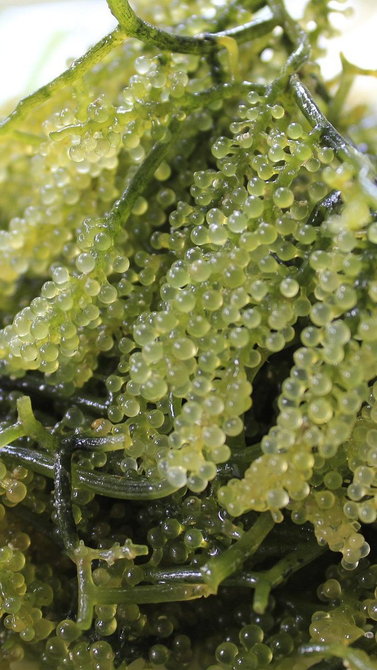 <b>2. Jenis-Jenis Rumput Laut yang Aman Dikonsumsi</b>