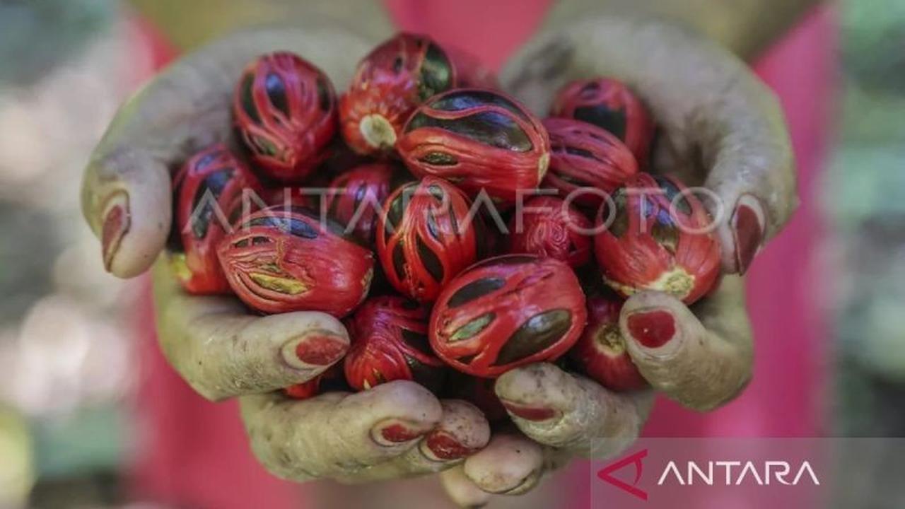 Maluku Genjot Hilirisasi Pertanian: Kelapa dan Pala Jadi Andalan Utama