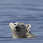 Seekor beruang kutub di dekat Churchill di pantai barat Teluk Hudson, tempat es laut menghilang dengan kecepatan yang mengkhawatirkan. (The Guardian)