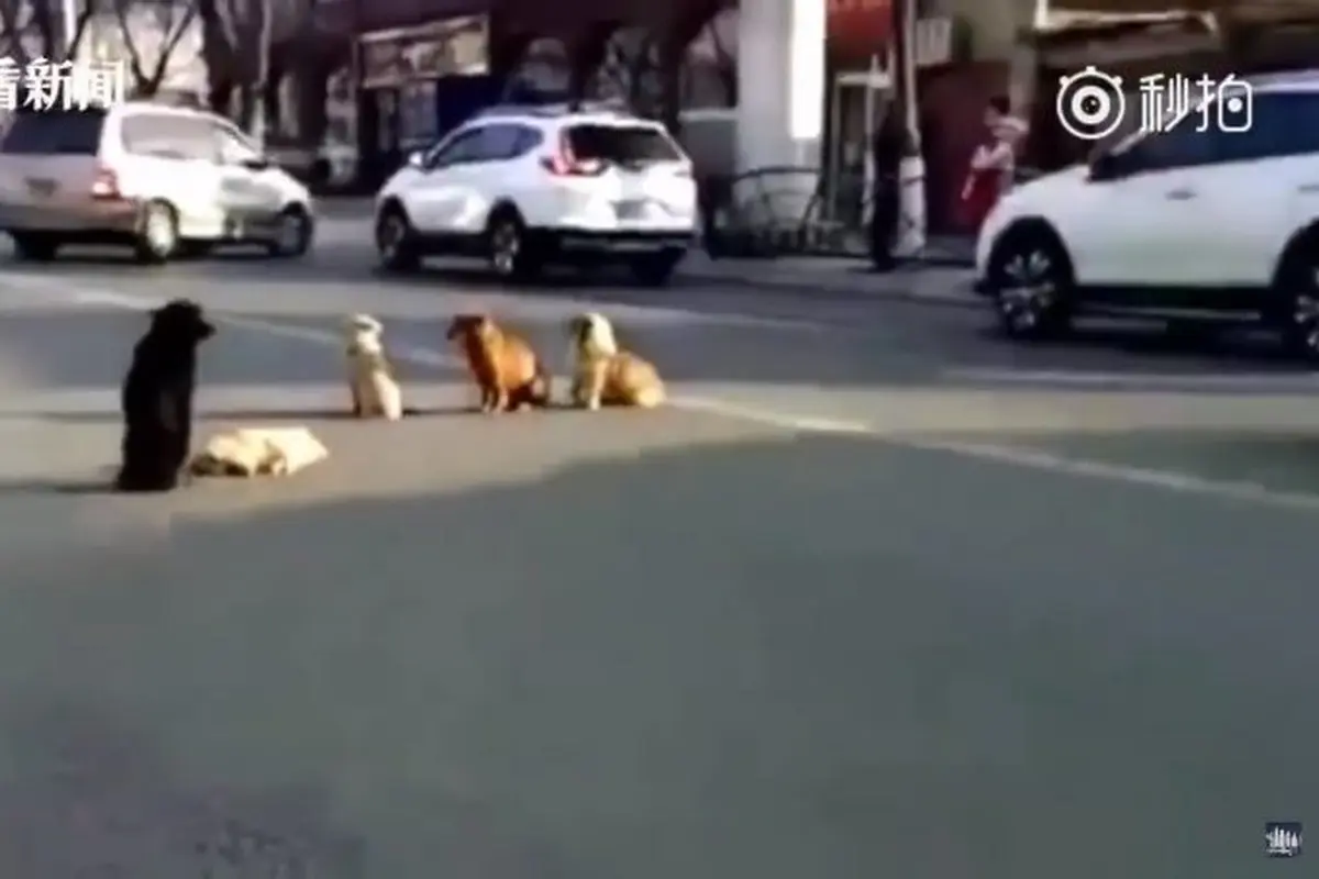 Takjub, Anjing Liar Setia Tunggui Temannya yang Ditabrak Mobil
