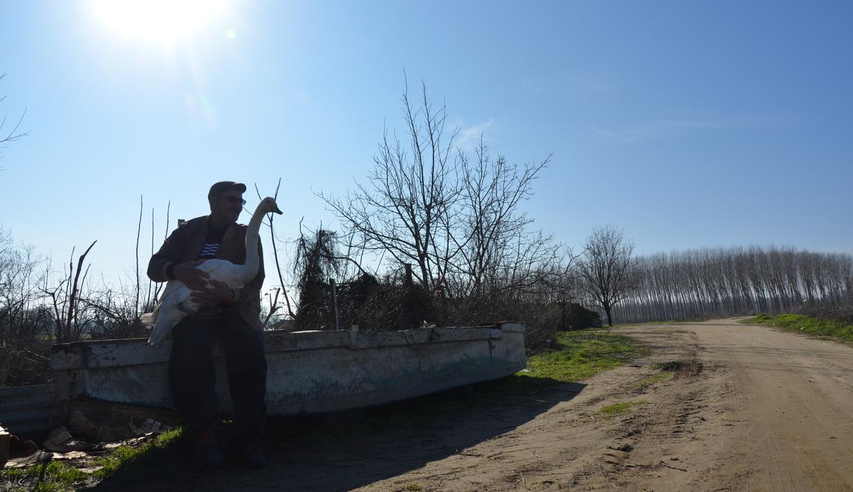 Recep Mirzan (63) menggendong, seekor angsa betina yang diselamatkan 37 tahun lalu, di pinggiran Karaagac, di provinsi Edirne, bagian barat Turki, 6 Februari 2021. Angsa itu menemani Mirzan ketika dia melakukan tugasnya di sekitar pertanian atau untuk sekadar jalan-jalan sore. (AP Photo/Ergin Yildiz