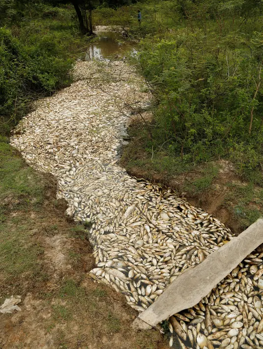 Kondisi sungai Confuso yang tertutupi oleh ribuan ikan mati di Kota Villa Hayes, Paraguay, 14 Oktober 2017. Diduga ikan-ikan itu mati akibat polusi parah yang disebabkan limbah pabrik yang berada di sekitar hulu sungai. (AP Photo/Jorge Saenz)