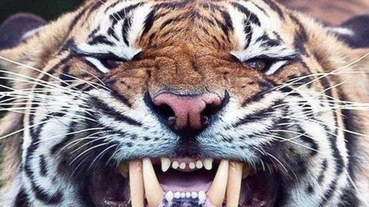 10. Tari apa yang paling menakutkan?<br>Jawaban: Taring harimau.<br>