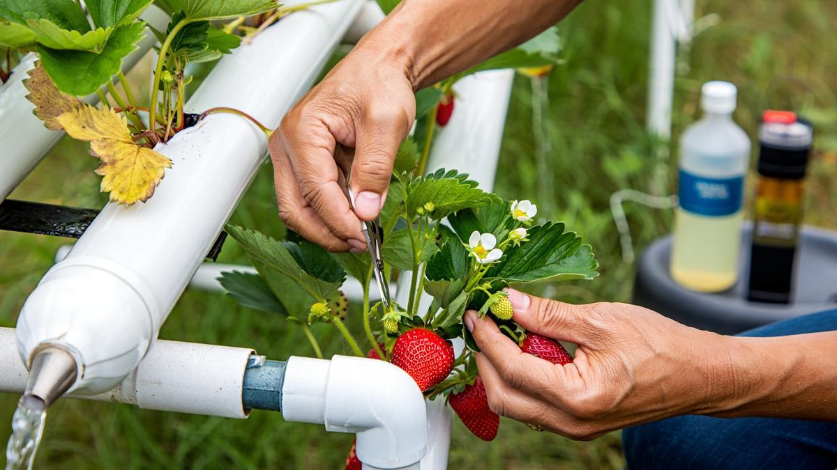 Top 3: Cara Tanam Buah Hidroponik hingga Inspirasi Rumah Adem dan Ternak Santai untuk Pensiunan