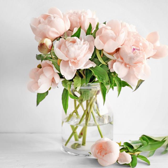 Mengungkap Kepribadian Perempuan Penyuka Bunga Peony Lifestyle